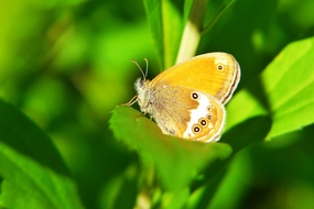停歇在绿叶上的黄色彩蝶图片